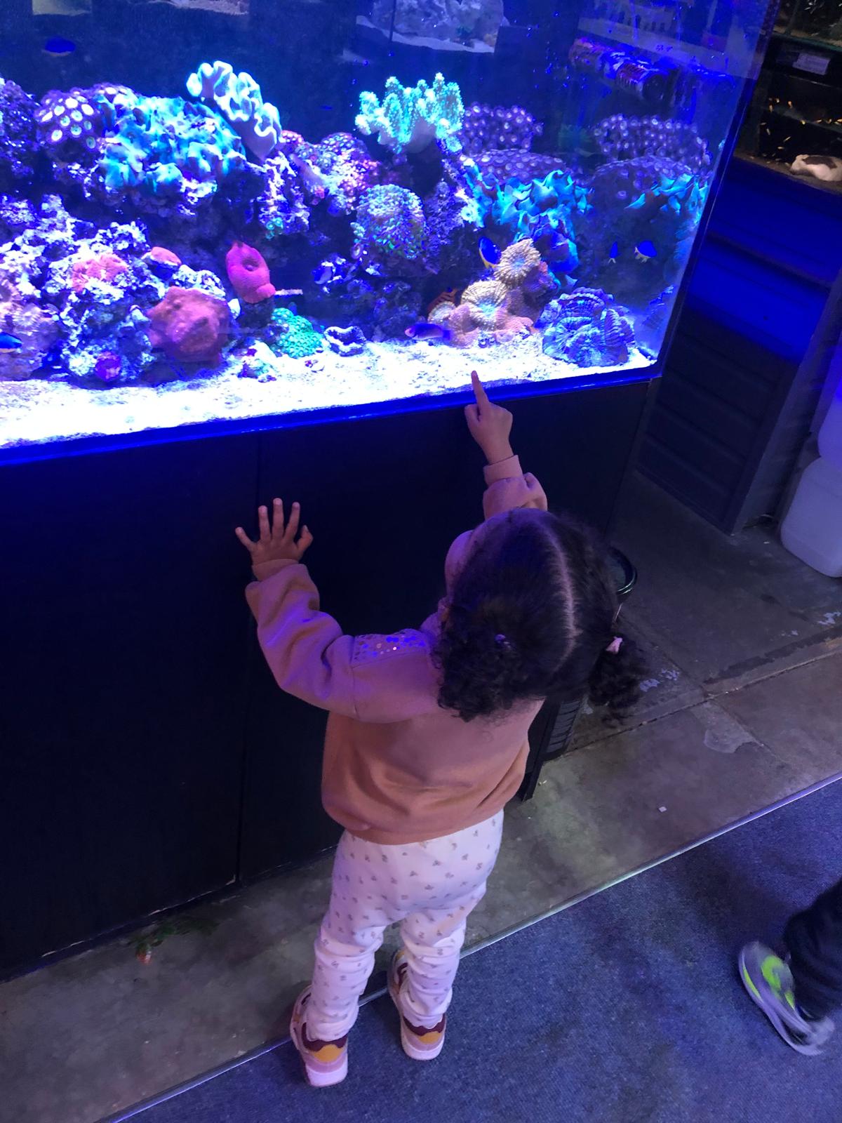 An outing to see an aquarium - ocean discovery day